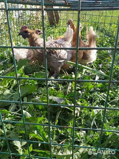 Люйкеданьцзи, лакеданзи, ухейилюй