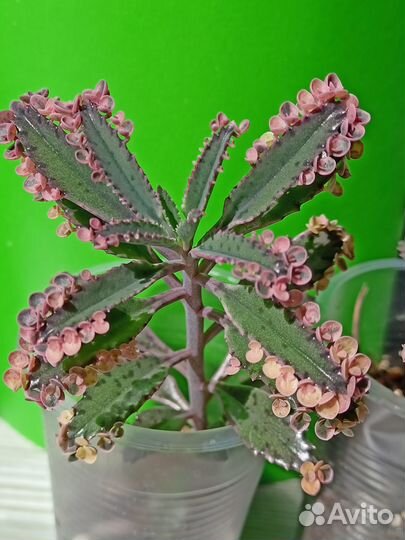 Каланхоэ Розовые бабочки