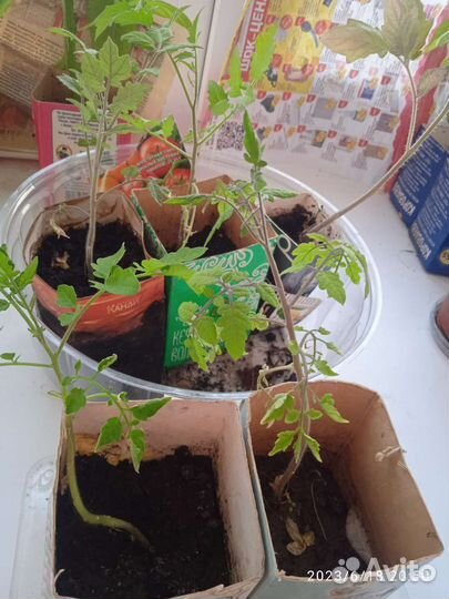 Рассада перцев и помидор