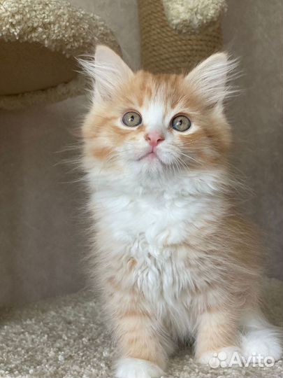 Рыжики сибирские