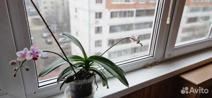 Орхидея фаленопсис