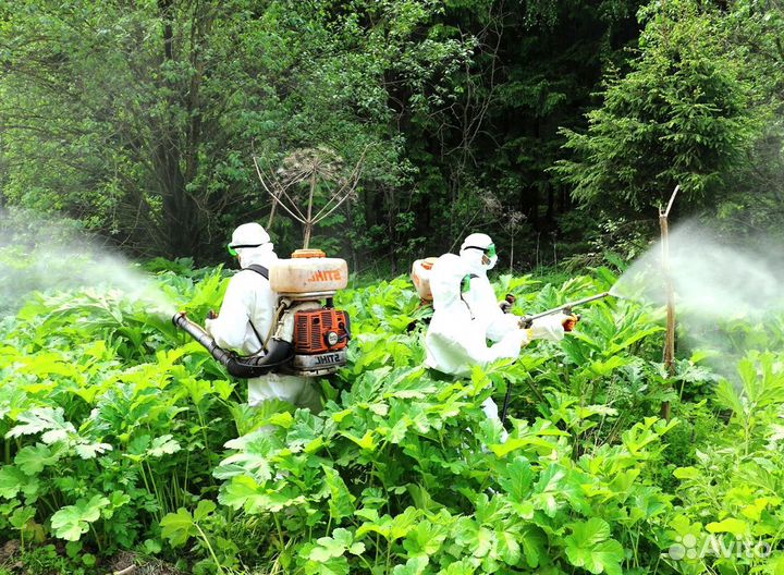 Уничтожение клещей, ос. Обработка от борщевика