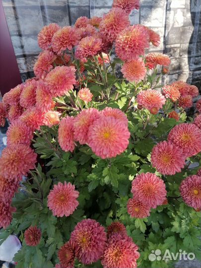 Хризантемы мультифлора