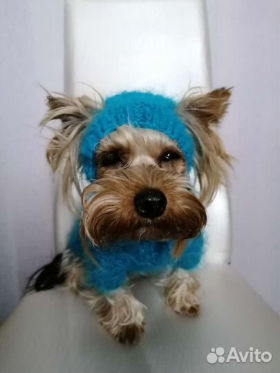 Шапки для йорка (той-терьера)