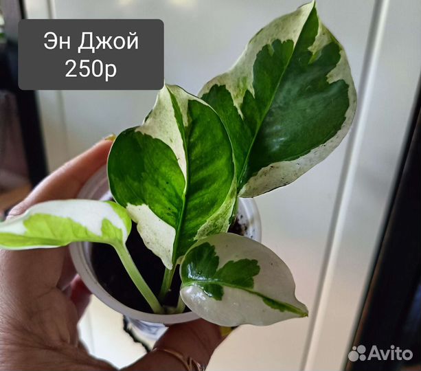Эпипремнумы,Замиокулькас, Пандаус