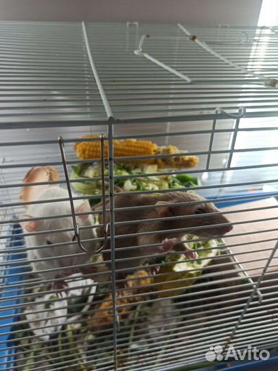 Крысы с клеткой бесплатно