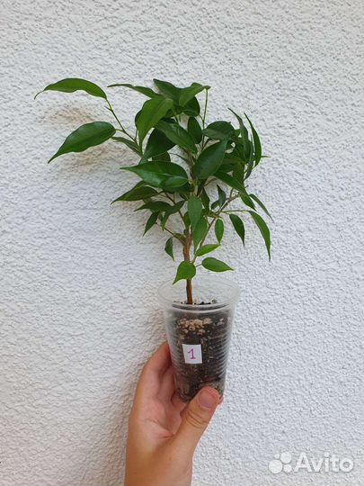 Фикус бенджамина наташа