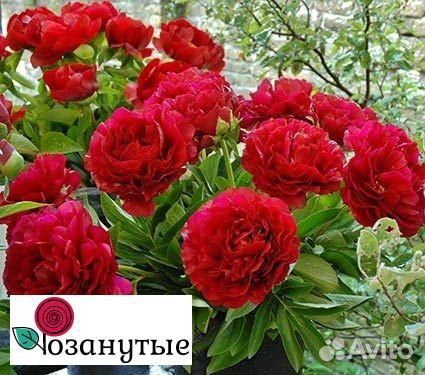 Пион генри бокстос