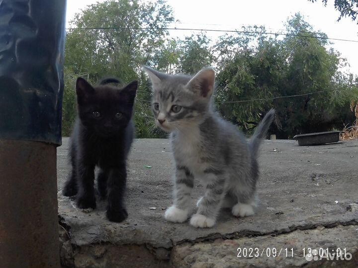 Котята в добрые руки