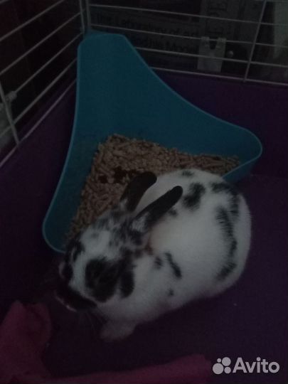 Декоративные кролики мини