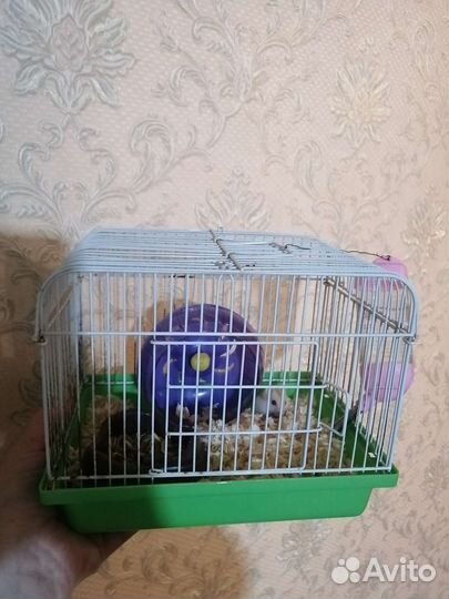 Клетка с хомяком