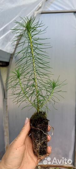 Саженцы сосны и ели окс оптом