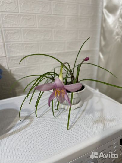 Зефирантес (выскочка)