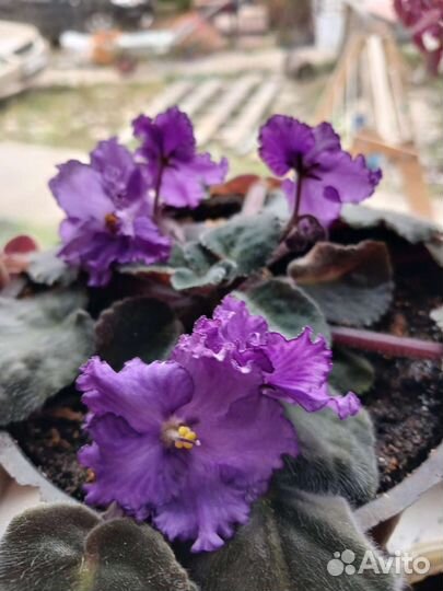 Фиалка в горшках