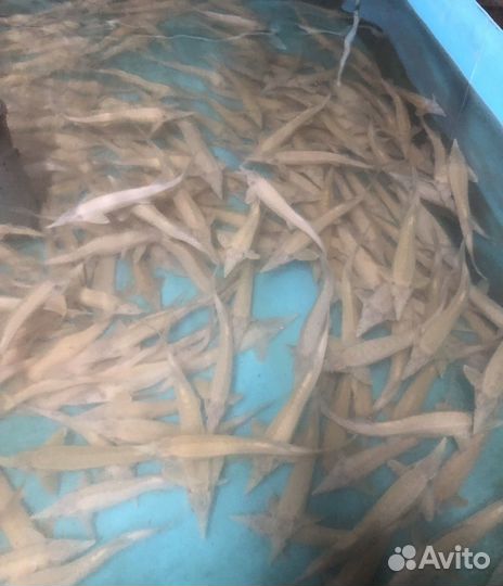 Альбинос очень красивые sterlяdь