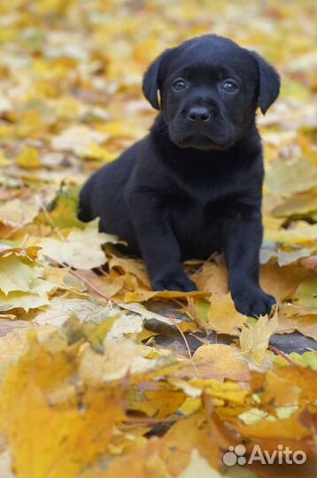 Малыши крепыши)