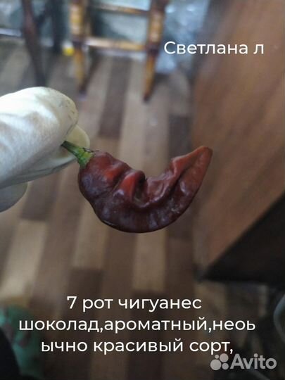 Семена острого перца