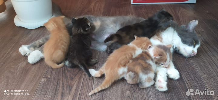 Отдадим в добрые руки