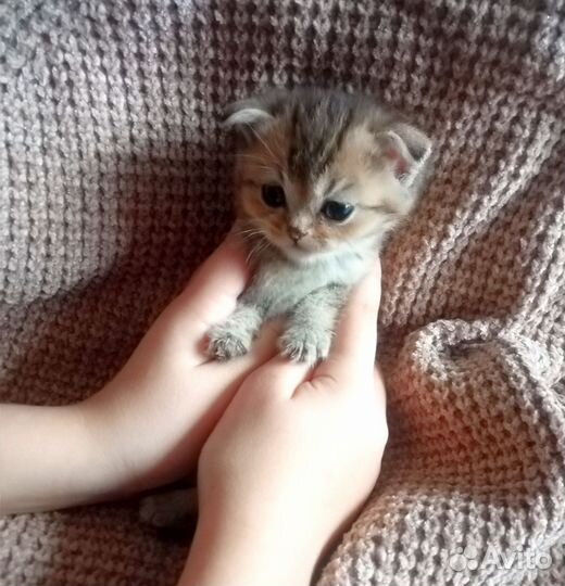 Шотландская