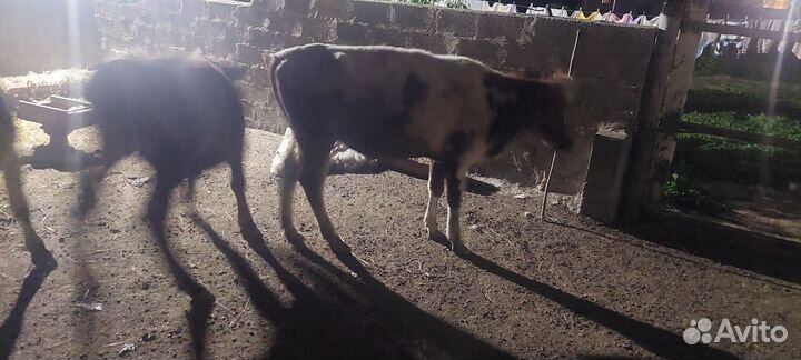 Тёлки бычок