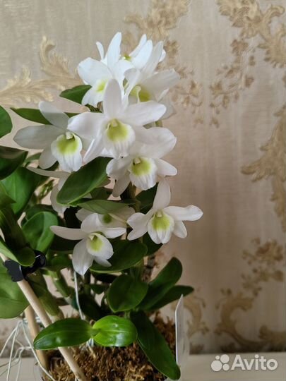 Дендробиум Angel Baby 