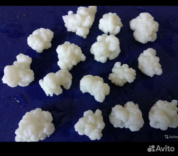 Тибетский кефирный молочный гриб