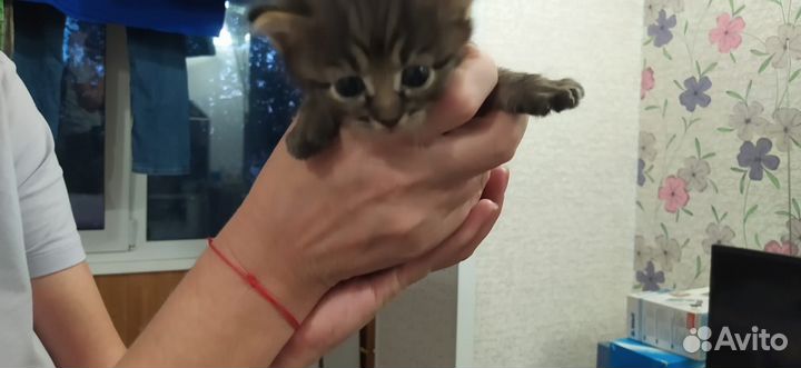 Отдам котят