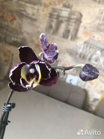 Орхидея Voodoo