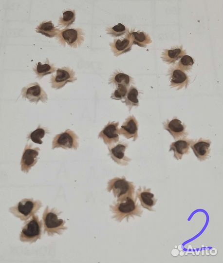 Семена гибискуса