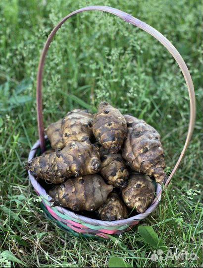 Топинамбур