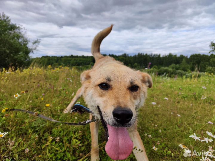 В добрые руки