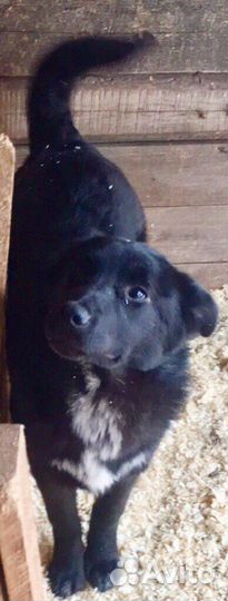 Собака в добрые ручки