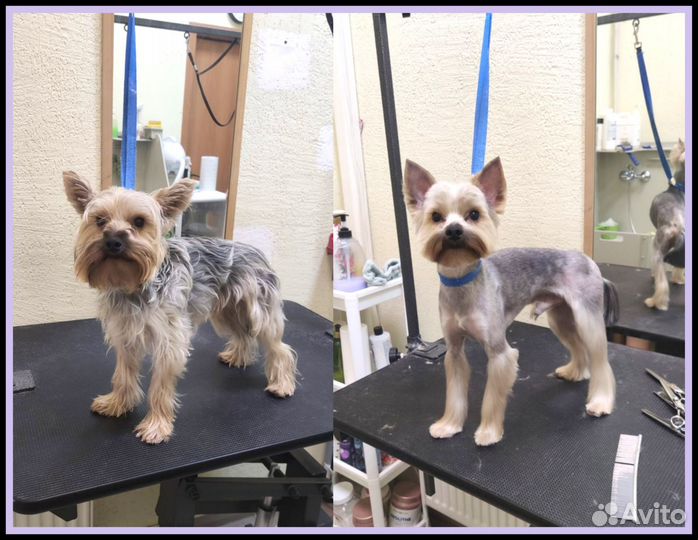 Груминг собак