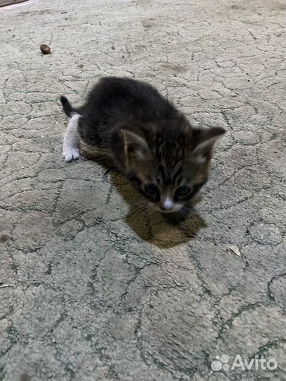 Котята в хорошие заботливые руки