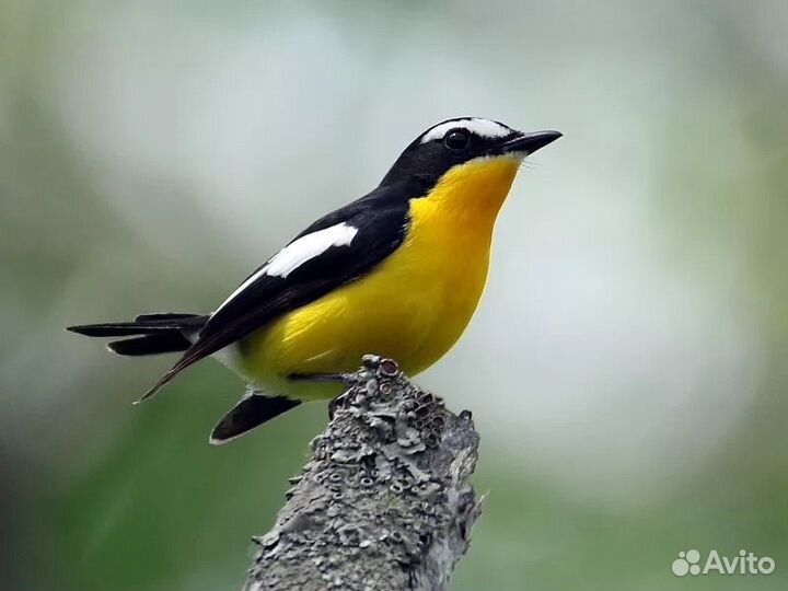 Певчие Птицы Дальнего Востока