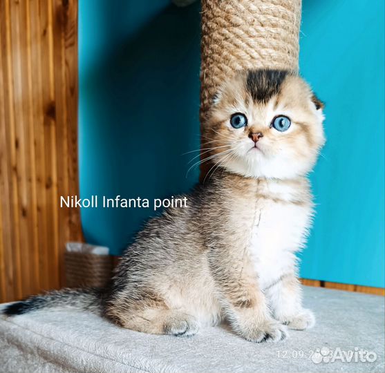 Шотландские породистые котята