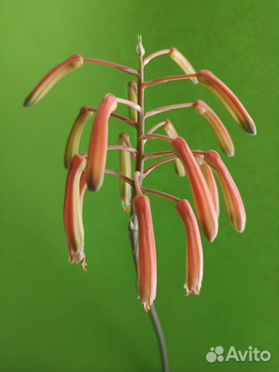 Суккуленты