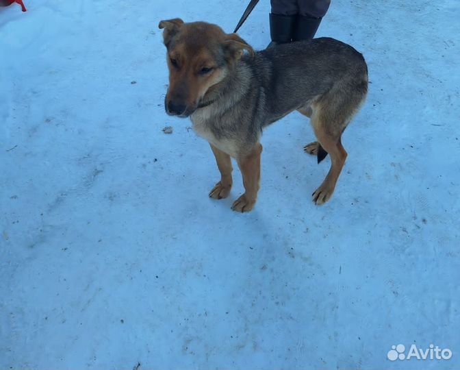 Джессика ищет дом