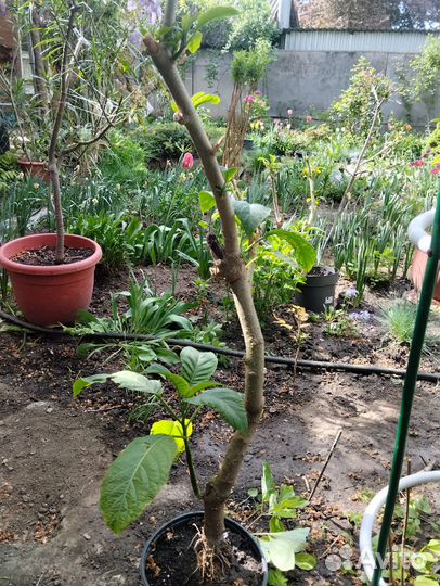 Бругмансия