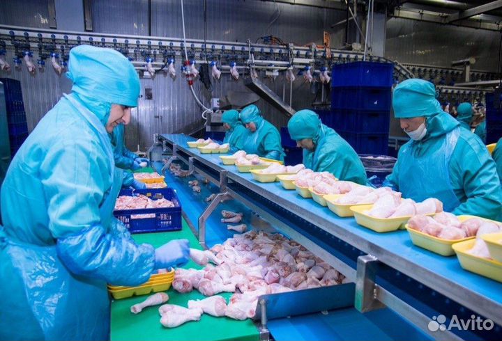 Укладчики упаковщики на птицефабрику