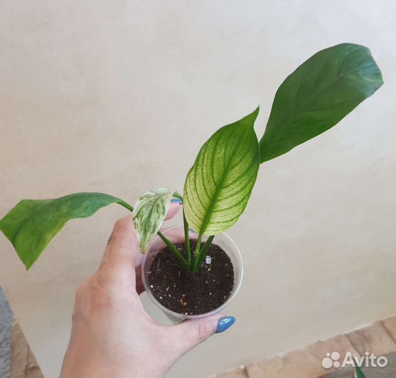 Спатифиллум new one (нью ван)