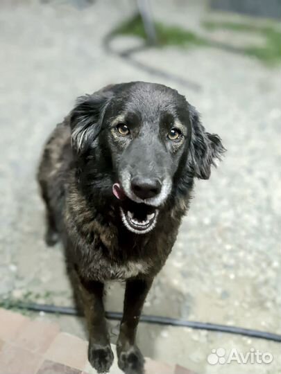 Собака супер в дар