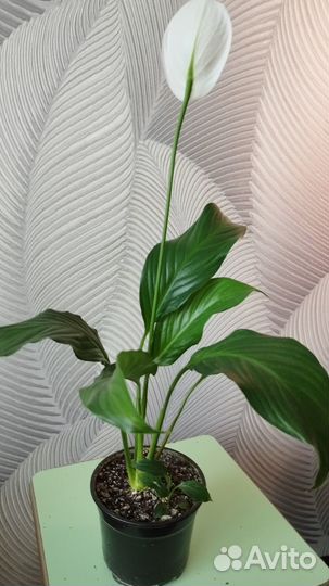 Cпатифиллум