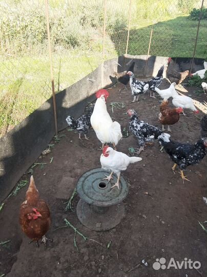 Молодые петухи