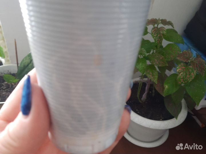 Клеродендрум томпсон