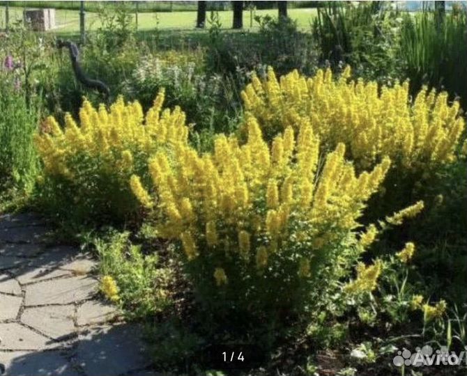 Вербейник точечный