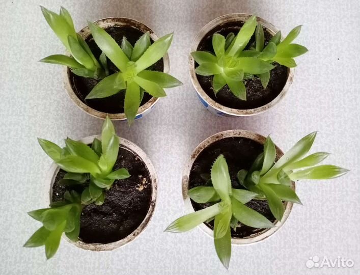 Цветы комнатные Сукулент Хавортия