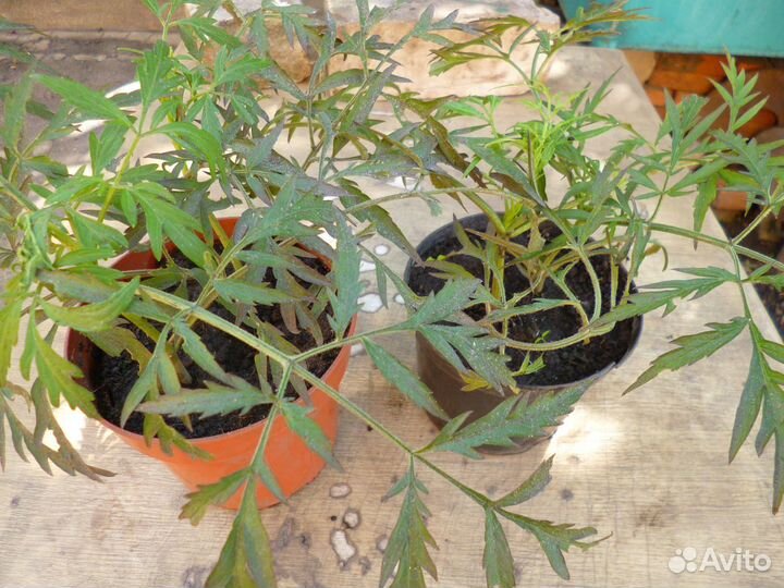 Бузина черная Блек Лейс