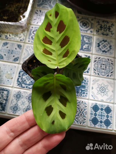 Маранта Керховена