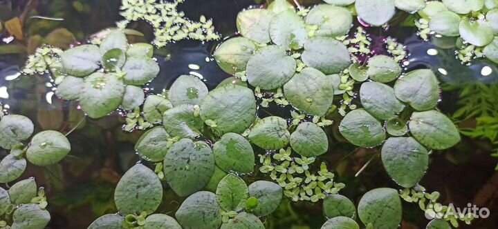 Растения для аквариума прополка